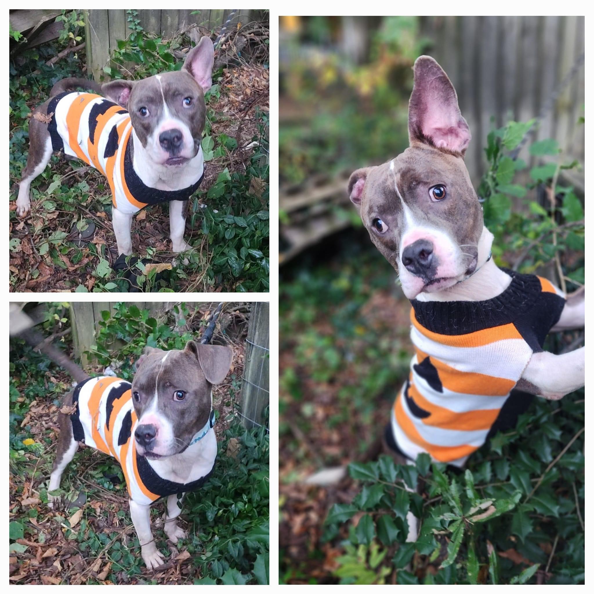 Sparrow (in foster), a other mixed breed in Petersburg, VA image 1/6