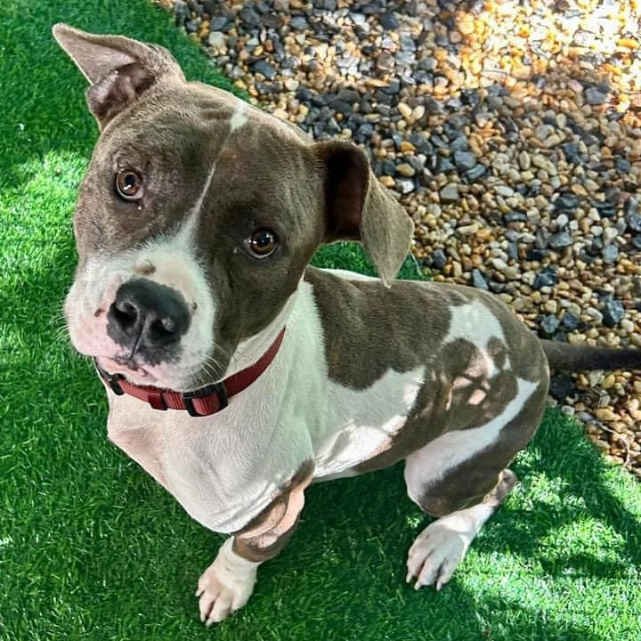 Sparrow (in foster), a other mixed breed in Petersburg, VA image 2/6