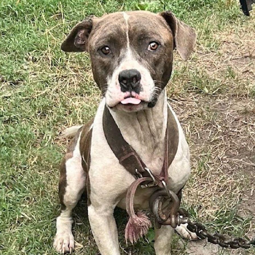 Sparrow (in foster), a other mixed breed in Petersburg, VA image 6/6