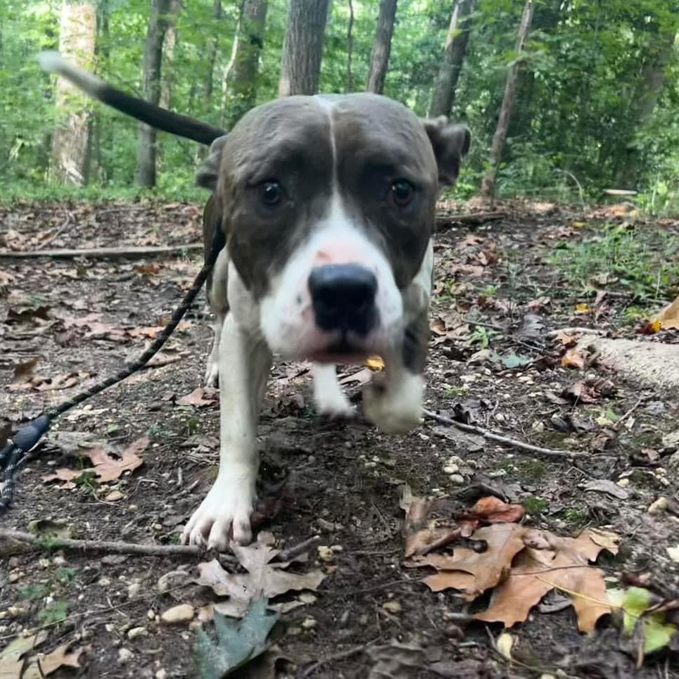Sparrow (in foster), a other mixed breed in Petersburg, VA image 5/6