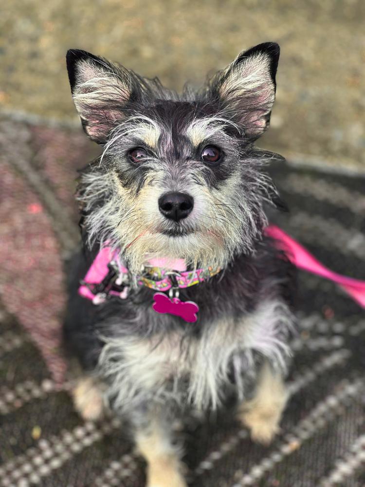 Lolita Lempicka, Adoptable, Young Female Mixed Breed.