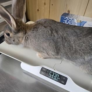 Enlarge Thumper, a Adopted Bunny Rabbit in Rapid City, SD image 2/2