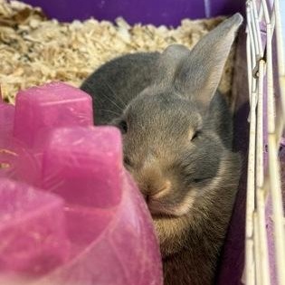 Thumper, Adopted, Adult Male Bunny Rabbit.
