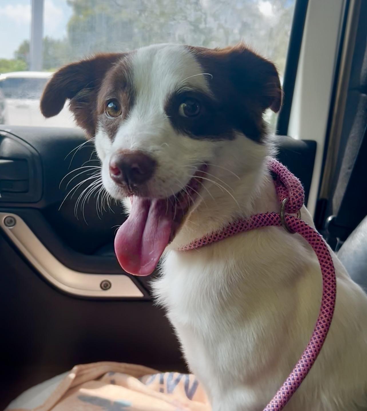 Enlarge Snowball, a ADOPTABLE mixed breed in Coconut Creek, FL image 3/4