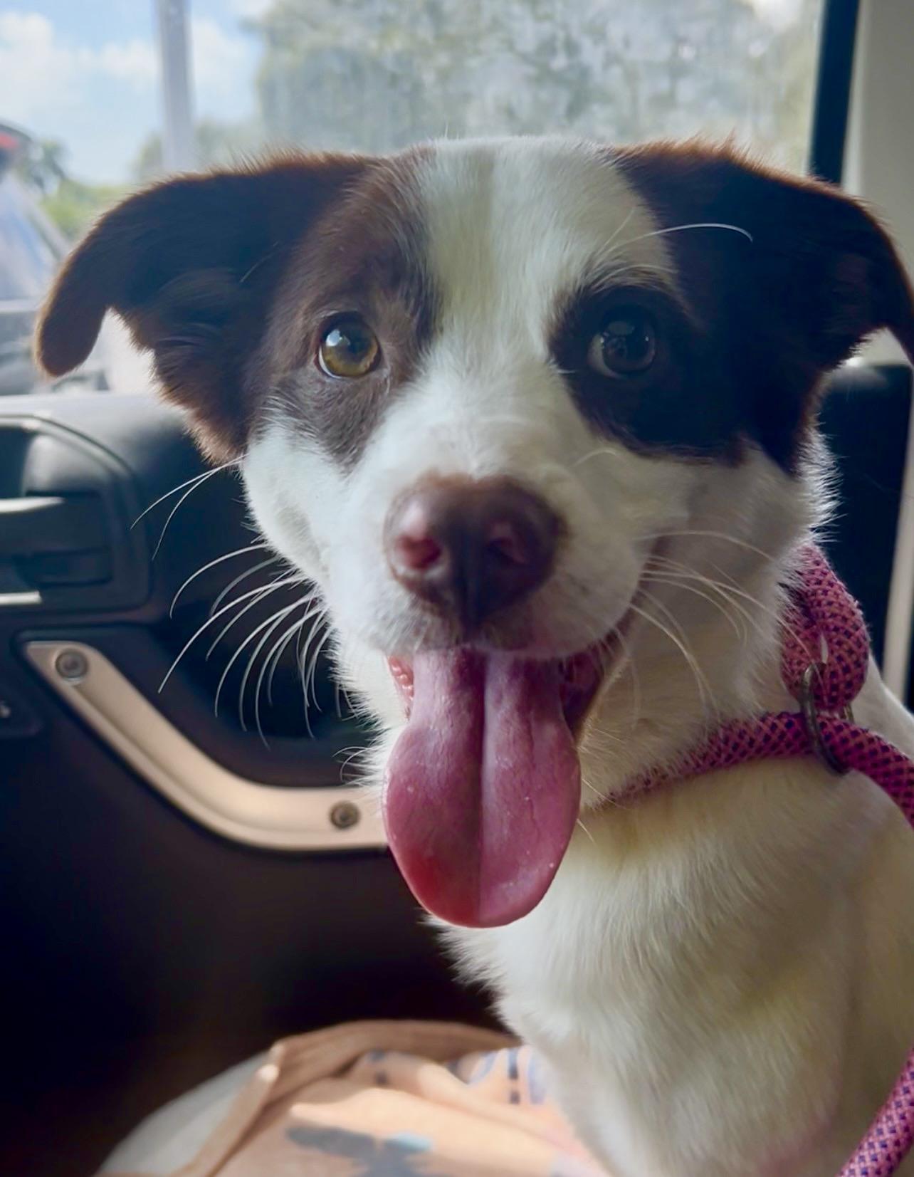 Snowball, ADOPTABLE, Young Male Border Collie & Australian Shepherd.