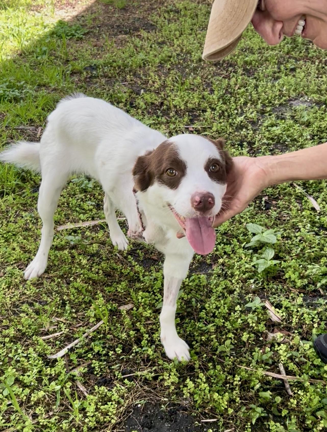 Enlarge Snowball, a ADOPTABLE mixed breed in Coconut Creek, FL image 4/4