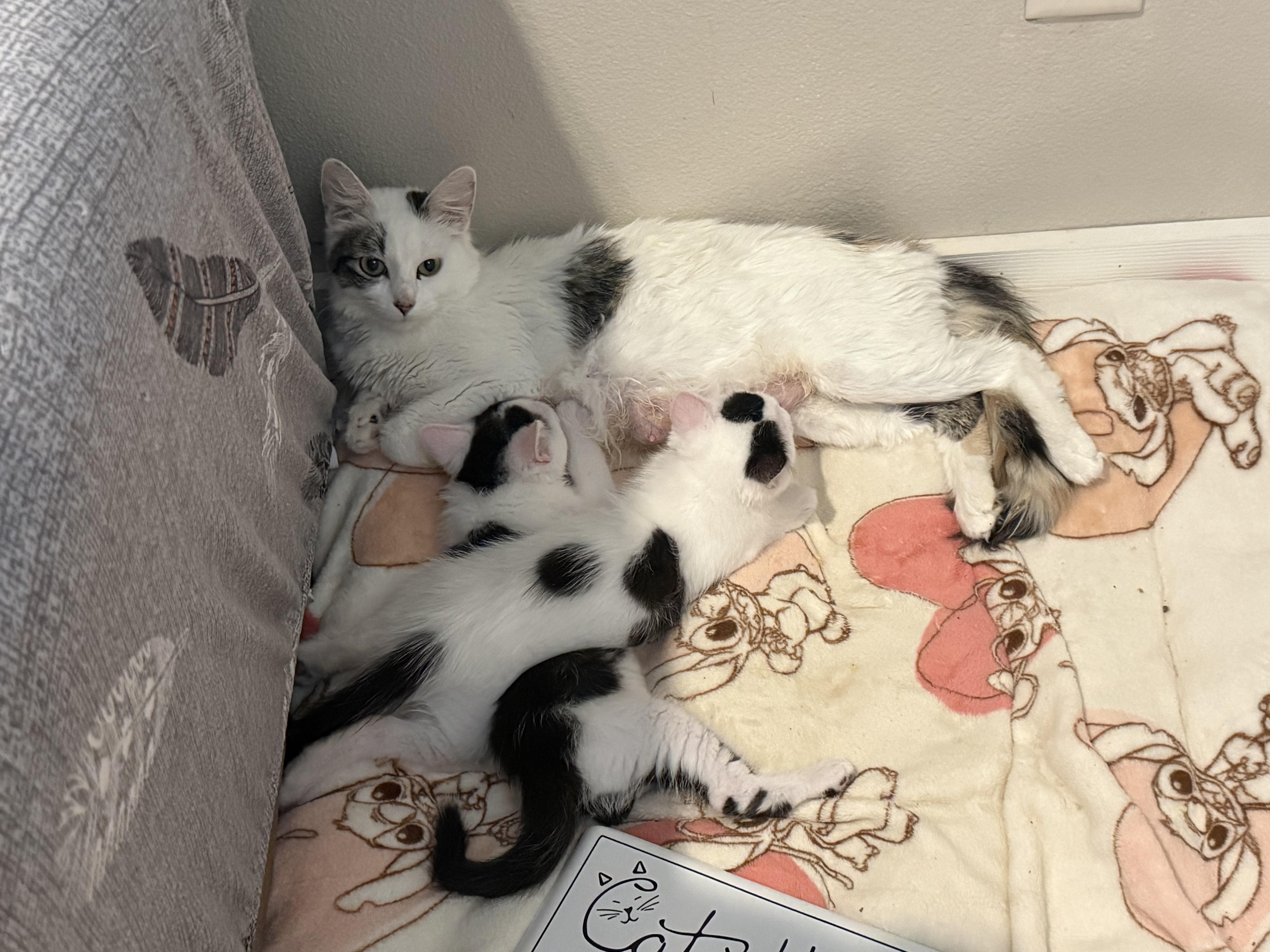Enlarge Dolly, a Adoptable Turkish Van in Woodville , WI image 5/6