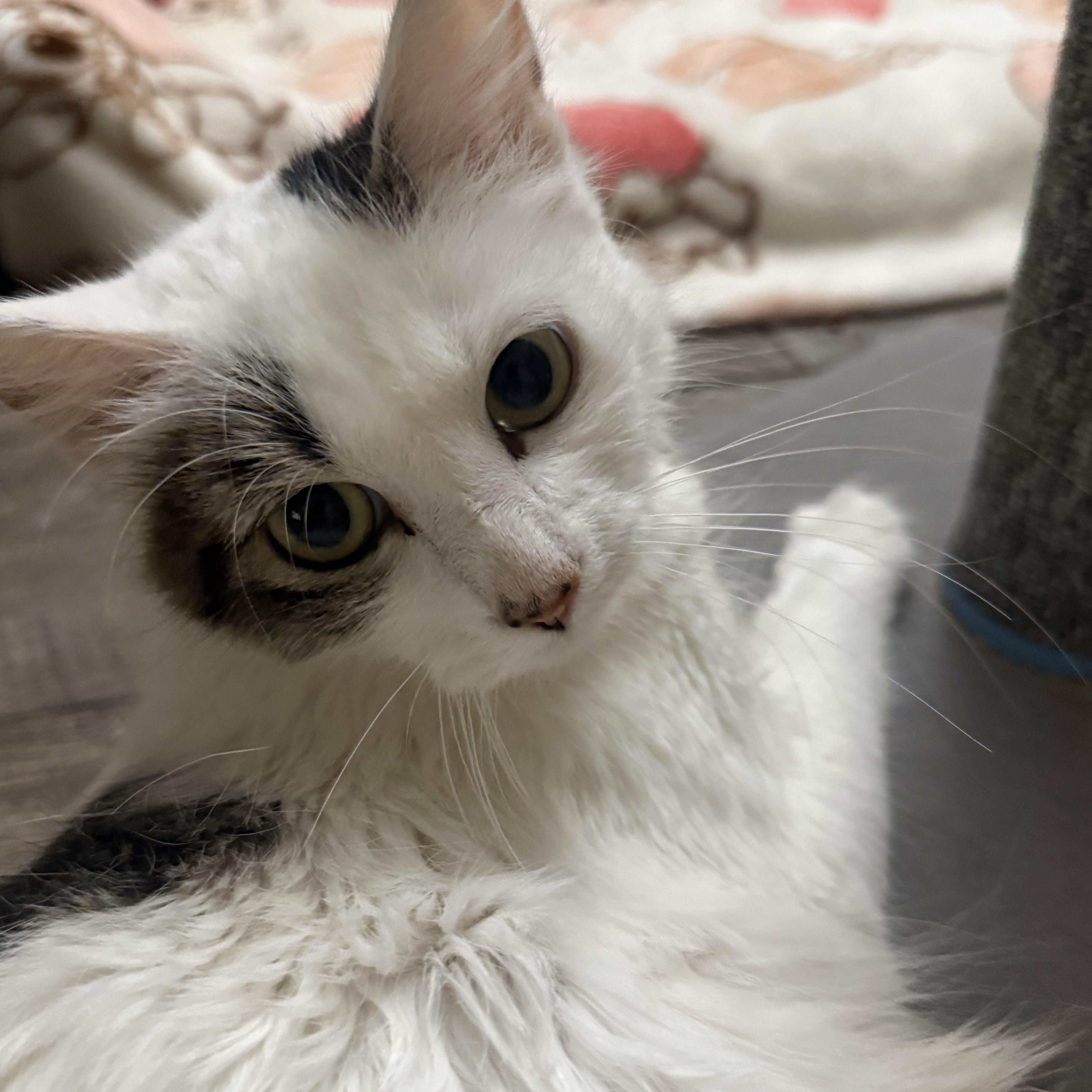 Enlarge Dolly, a Adoptable Turkish Van in Woodville , WI image 2/6