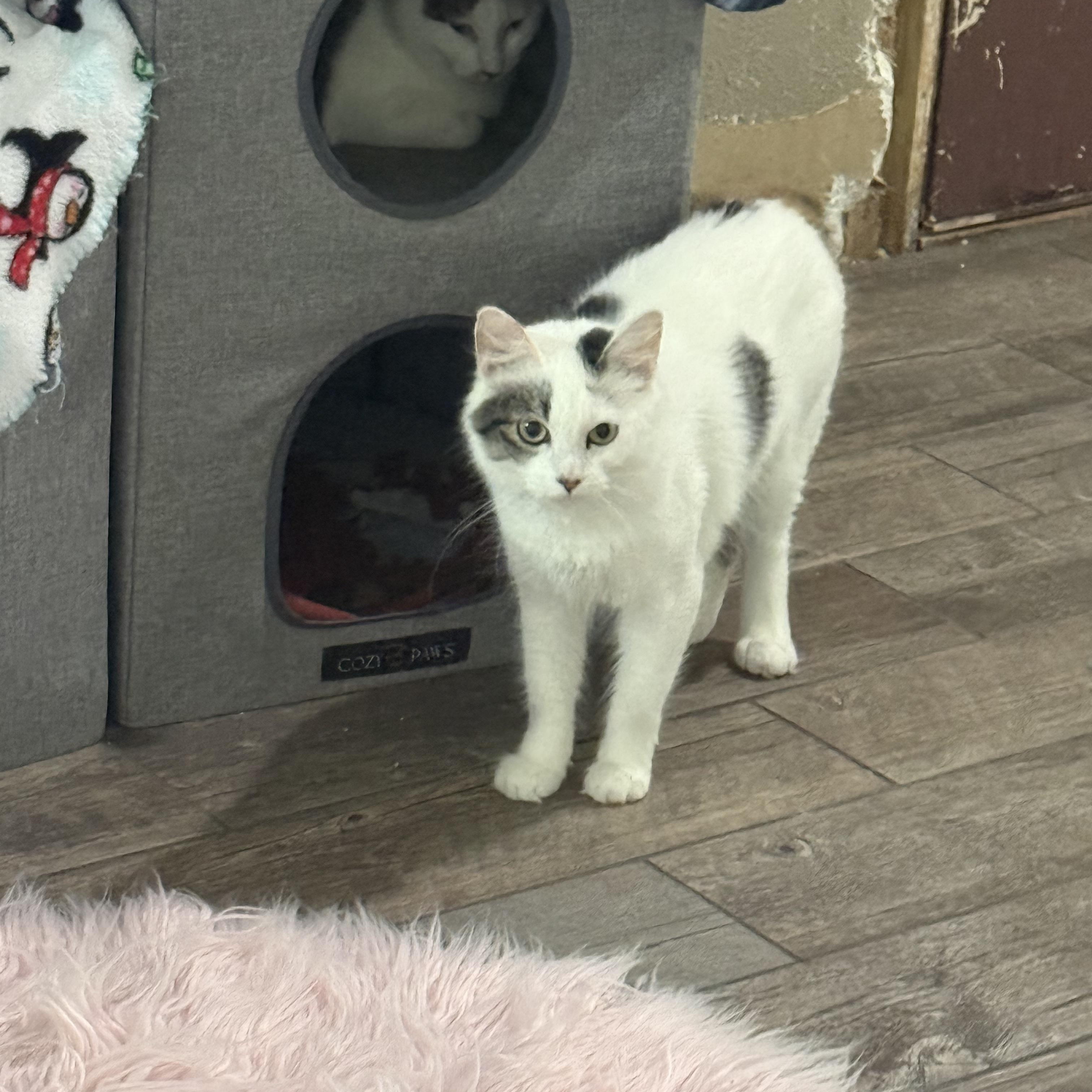 Enlarge Dolly, a Adoptable Turkish Van in Woodville , WI image 3/6