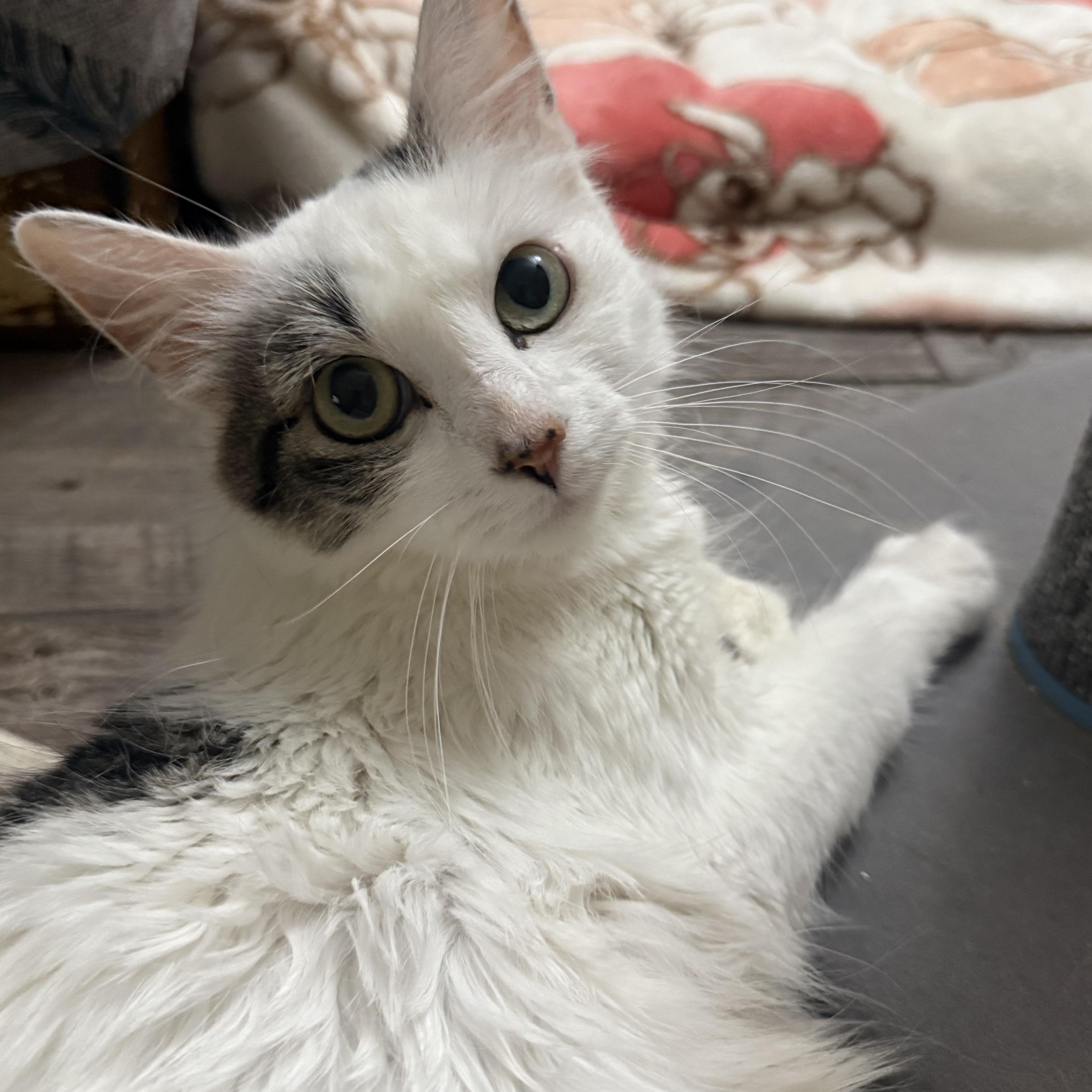 Dolly, Adoptable, Young Female Turkish Van.