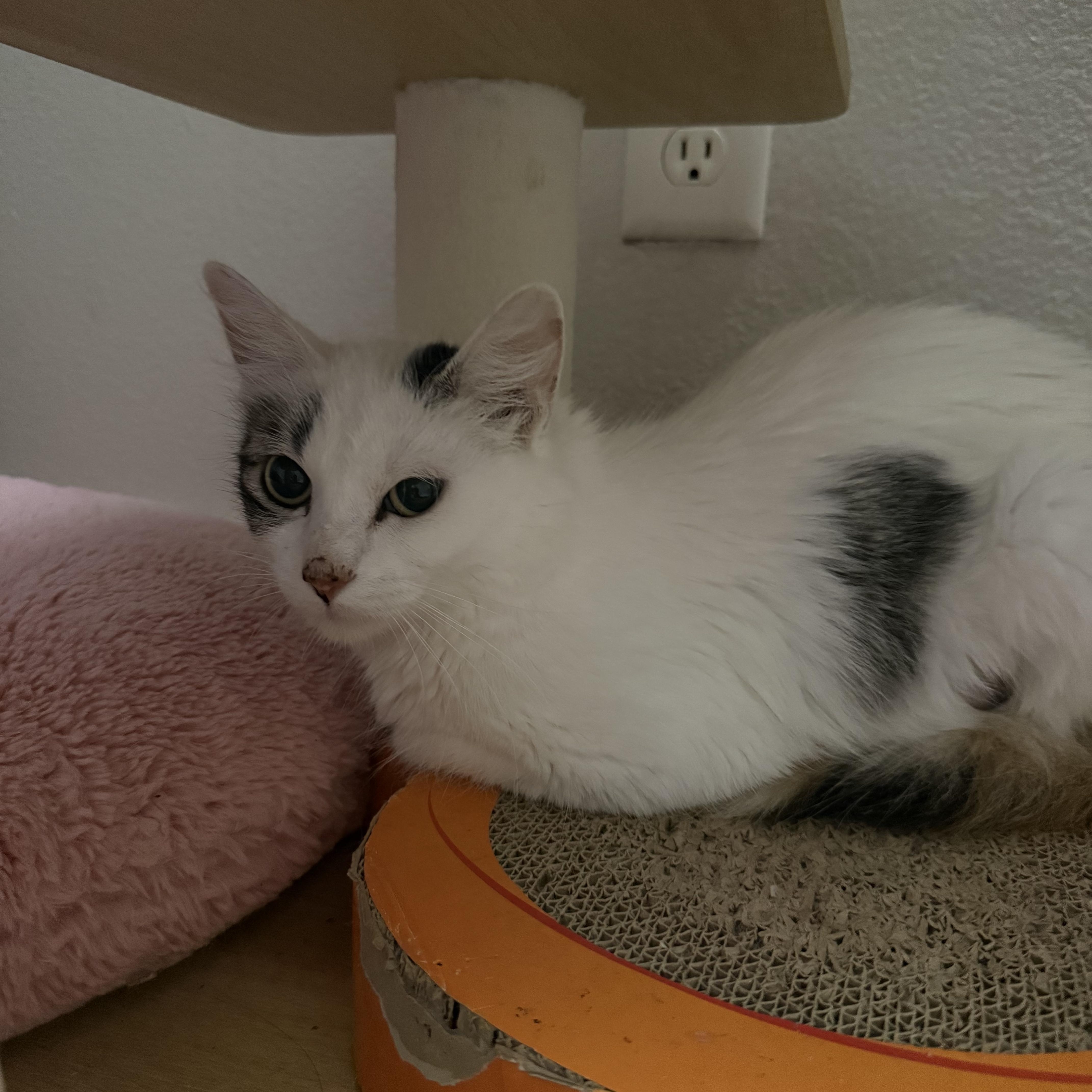 Enlarge Dolly, a Adoptable Turkish Van in Woodville , WI image 4/6