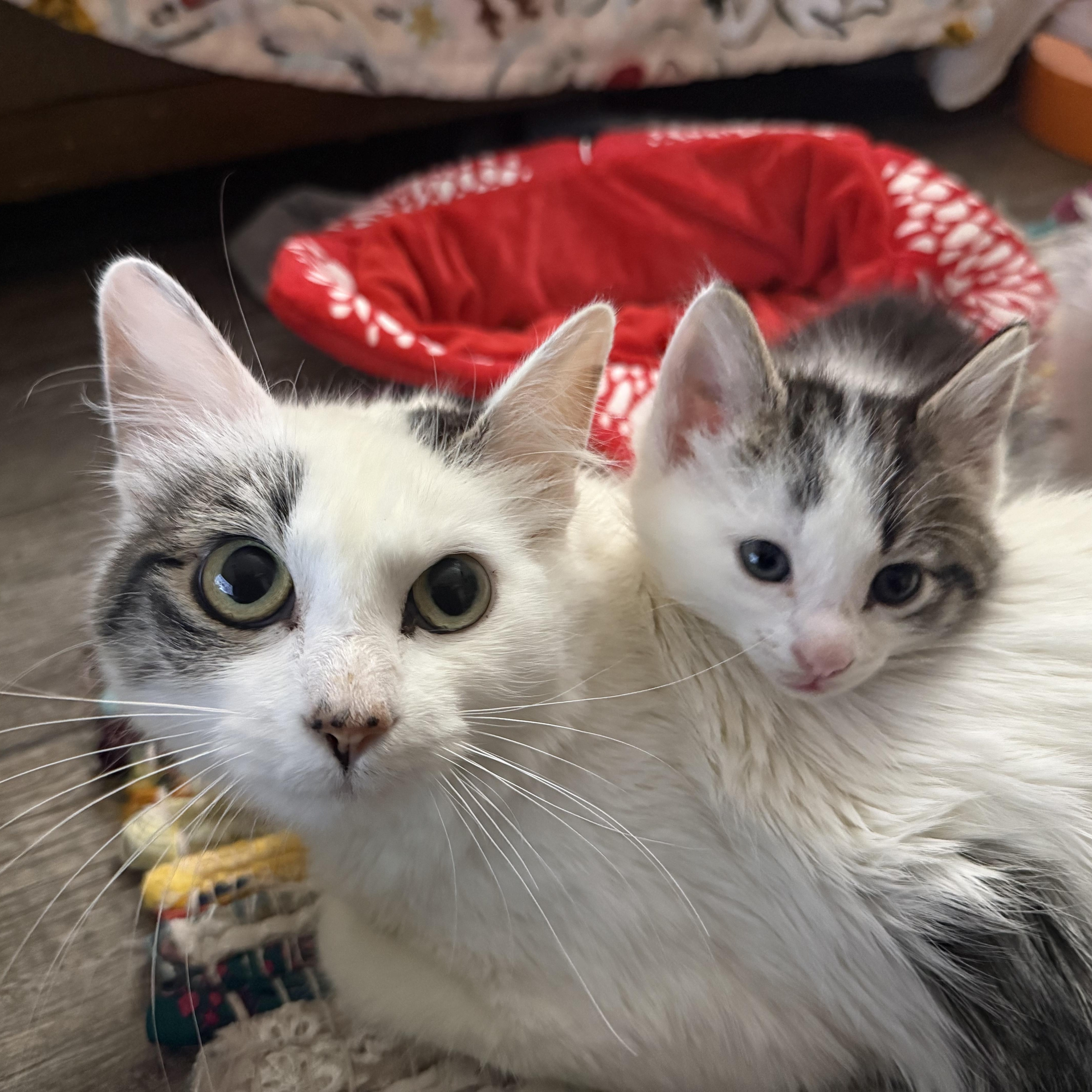 Enlarge Dolly, a Adoptable Turkish Van in Woodville , WI image 6/6