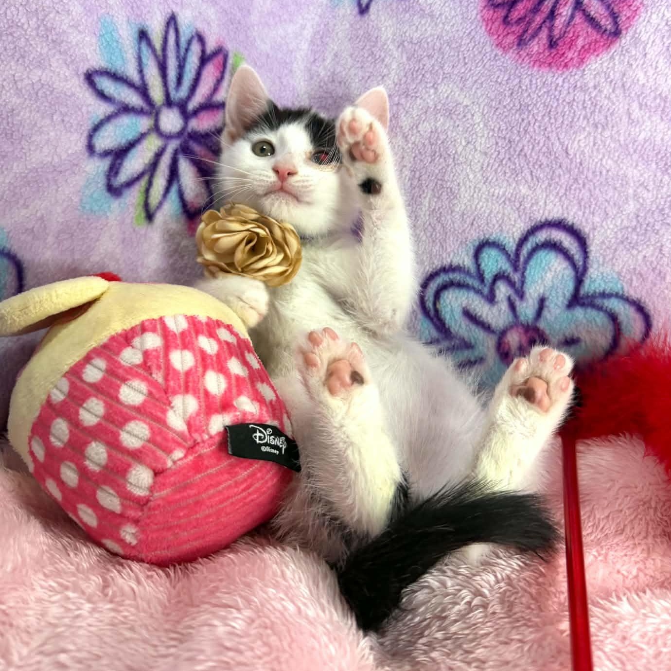 Enlarge Gwynn, a ADOPTABLE Turkish Van in Tavares, FL image 1/2