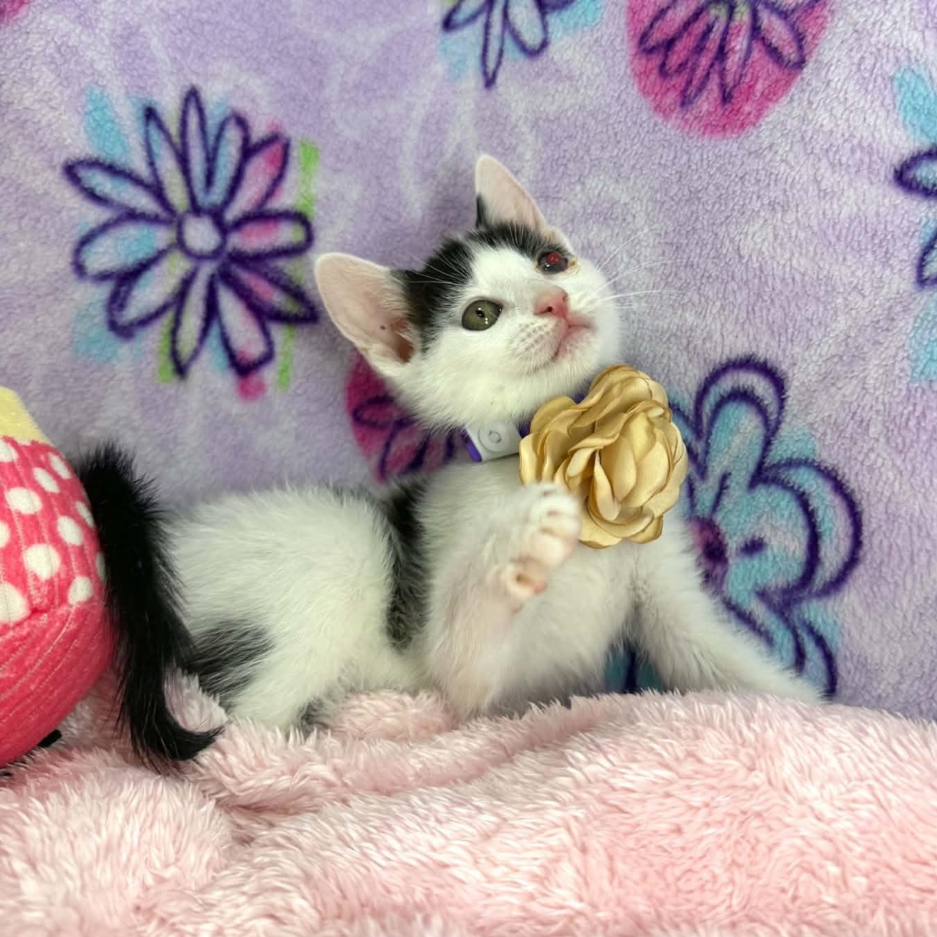 Enlarge Gwynn, a ADOPTABLE Turkish Van in Tavares, FL image 2/2