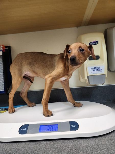 Cupcake, Adoptable, Puppy Female Chihuahua.