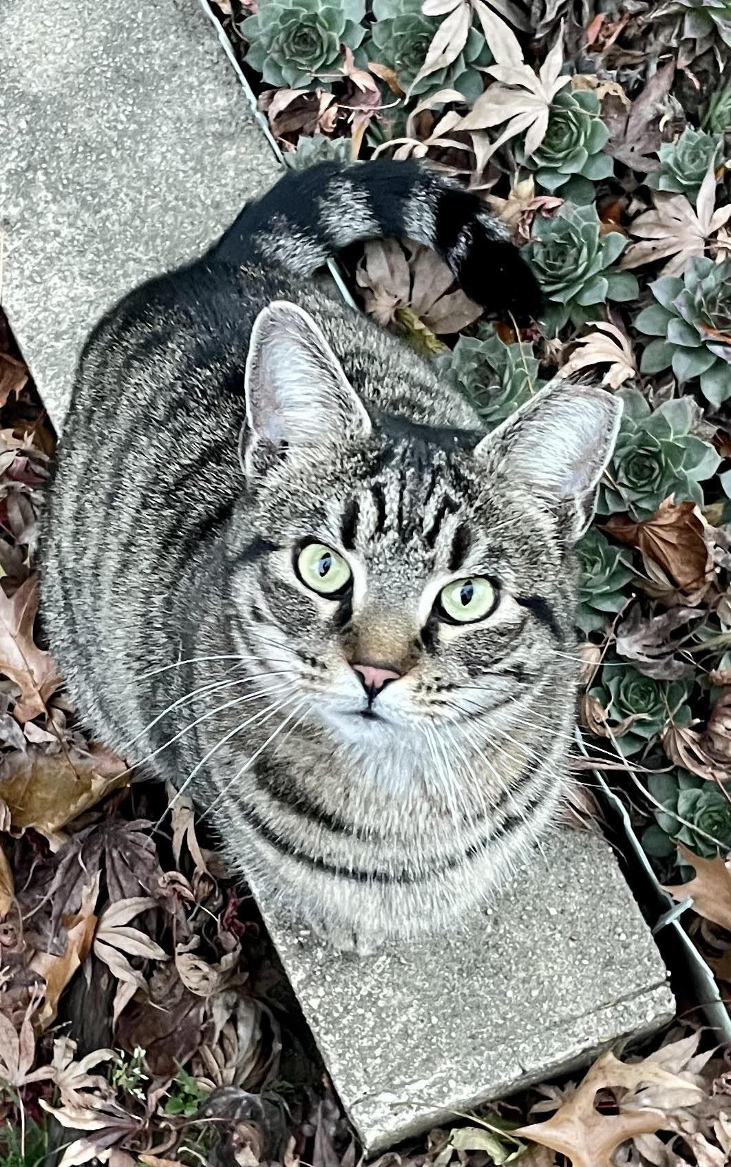 Sirena: Nap Queen, Playtime Princess!, a Adoptable Domestic Short Hair in Cheshire, CT image 1/6