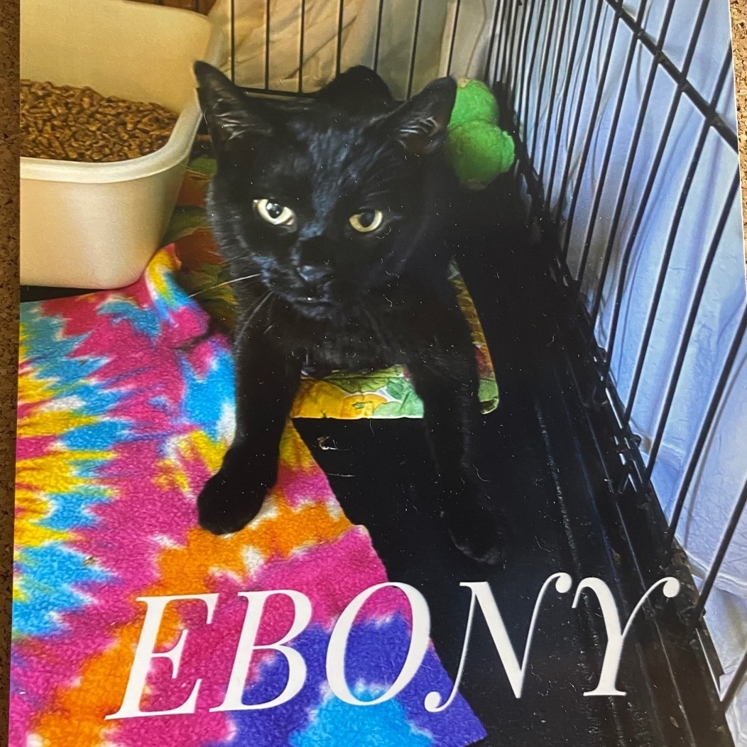 Enlarge Ebony, an adoptable Domestic Short Hair in DeWitt, NY image 1/3