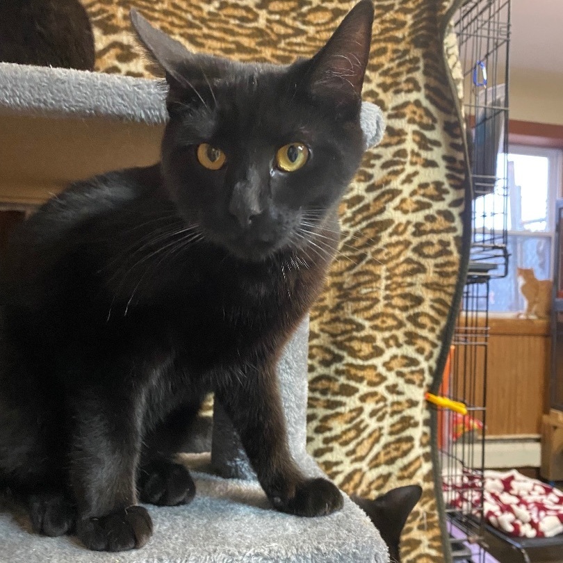 Enlarge Ebony, an adoptable Domestic Short Hair in DeWitt, NY image 2/3
