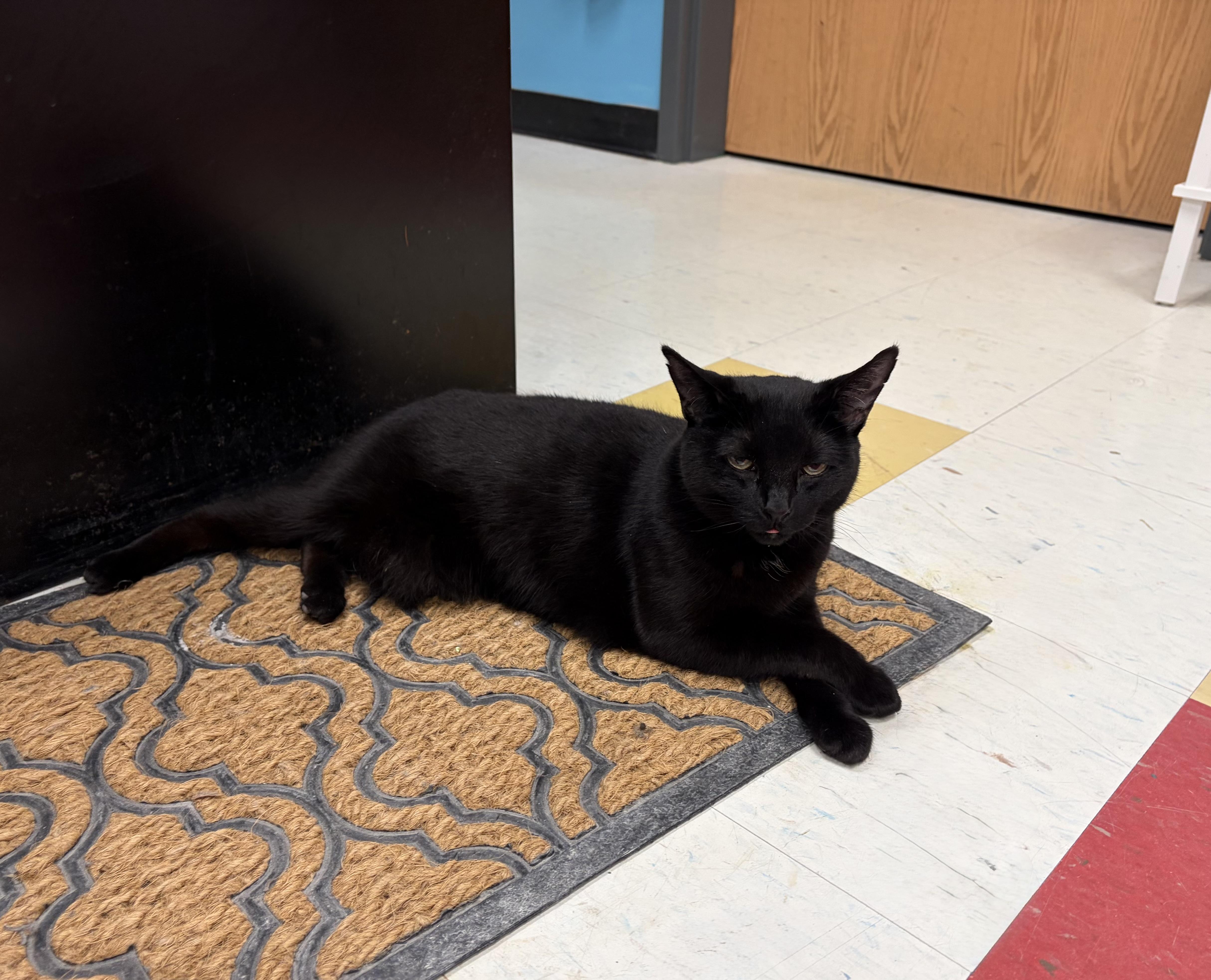 Enlarge Ebony, an adoptable Domestic Short Hair in DeWitt, NY image 4/4