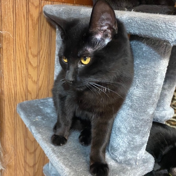 Enlarge Ebony, an adoptable Domestic Short Hair in DeWitt, NY image 3/3