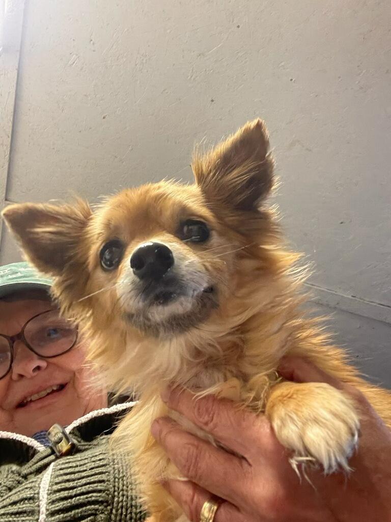 Enlarge Emma, a ADOPTABLE mixed breed in Polson, MT image 2/2