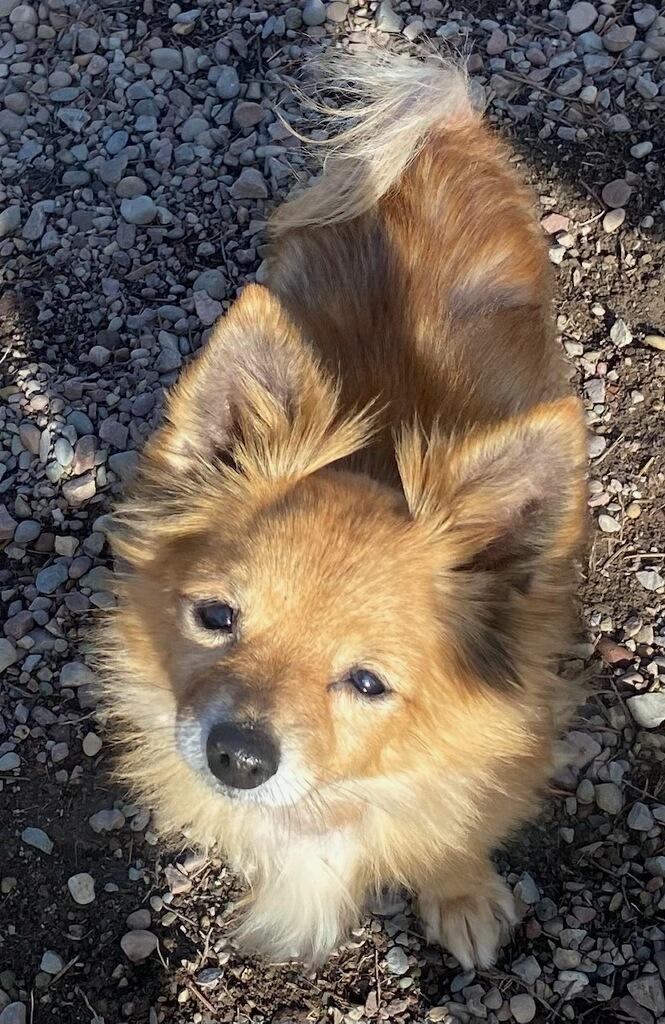 Enlarge Emma, a ADOPTABLE mixed breed in Polson, MT image 1/2