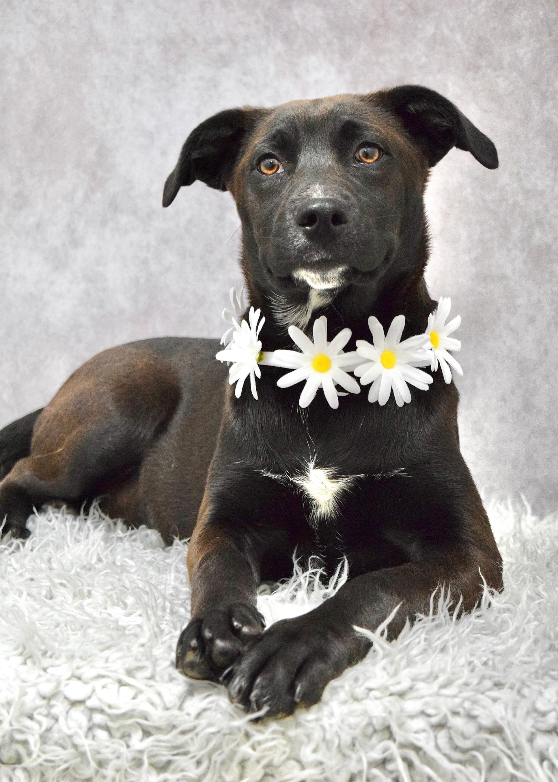 Tari, a ADOPTABLE mixed breed in Dublin, CA image 2/2