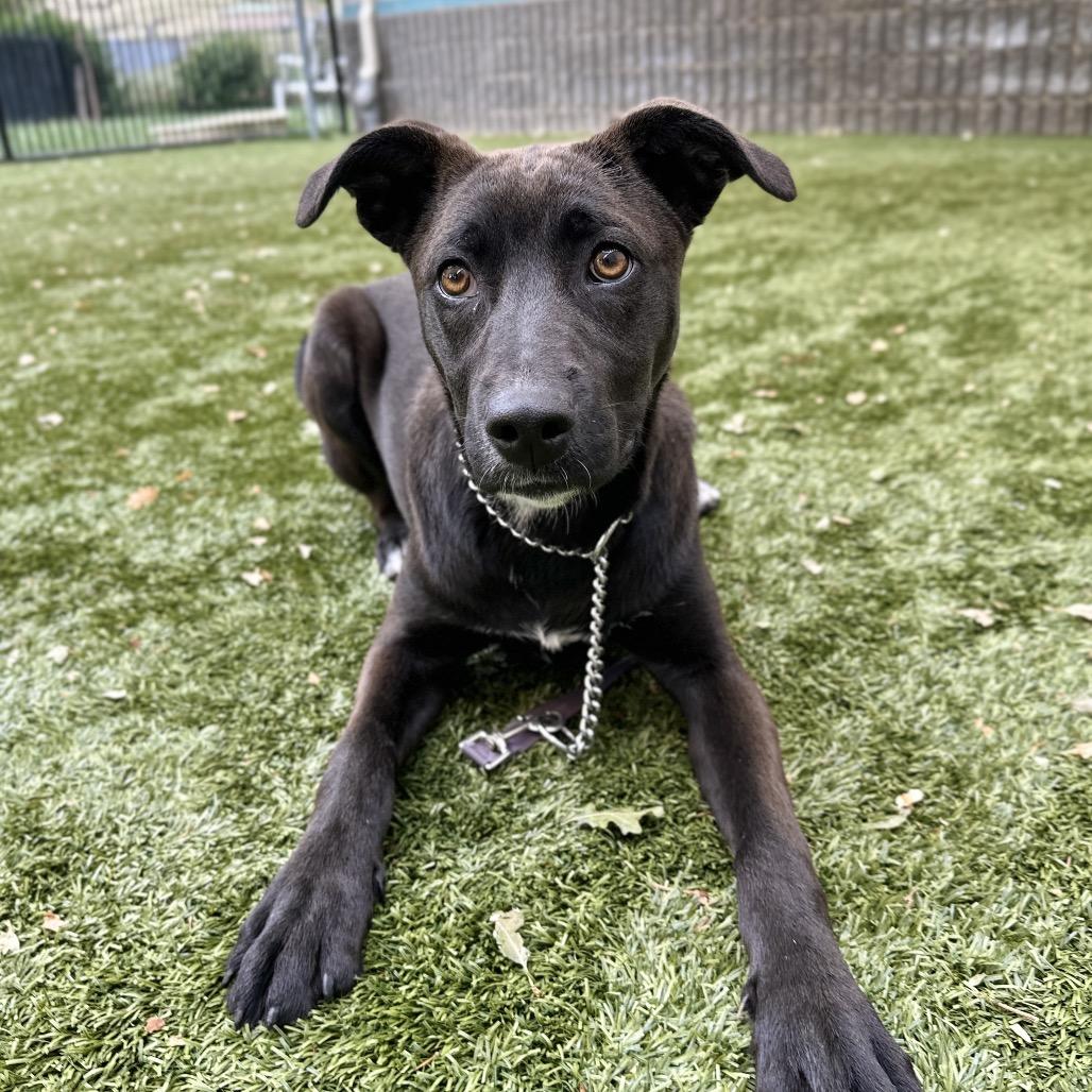 Tari, a ADOPTABLE mixed breed in Dublin, CA image 6/6