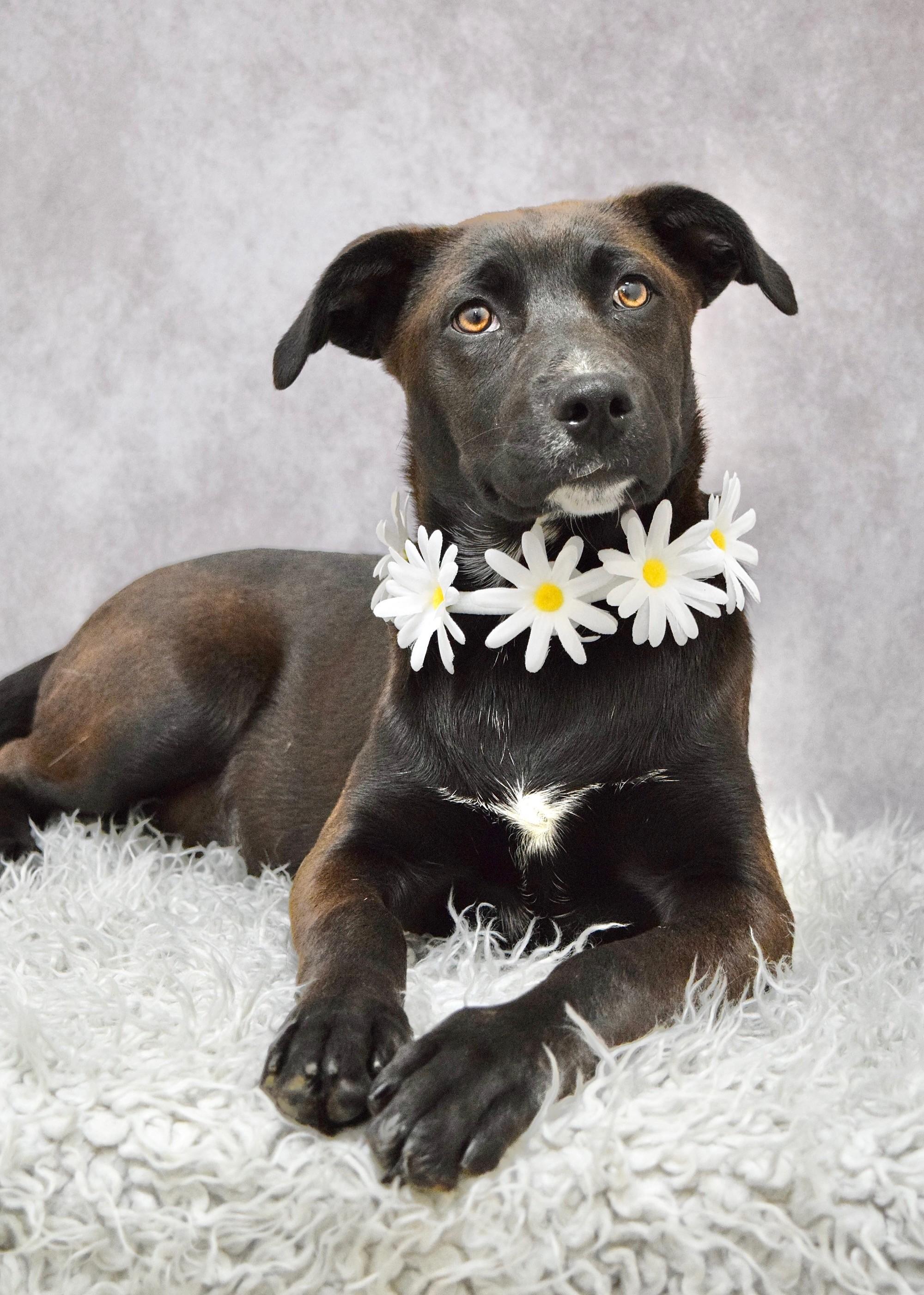 Tari, a ADOPTABLE mixed breed in Dublin, CA image 1/2