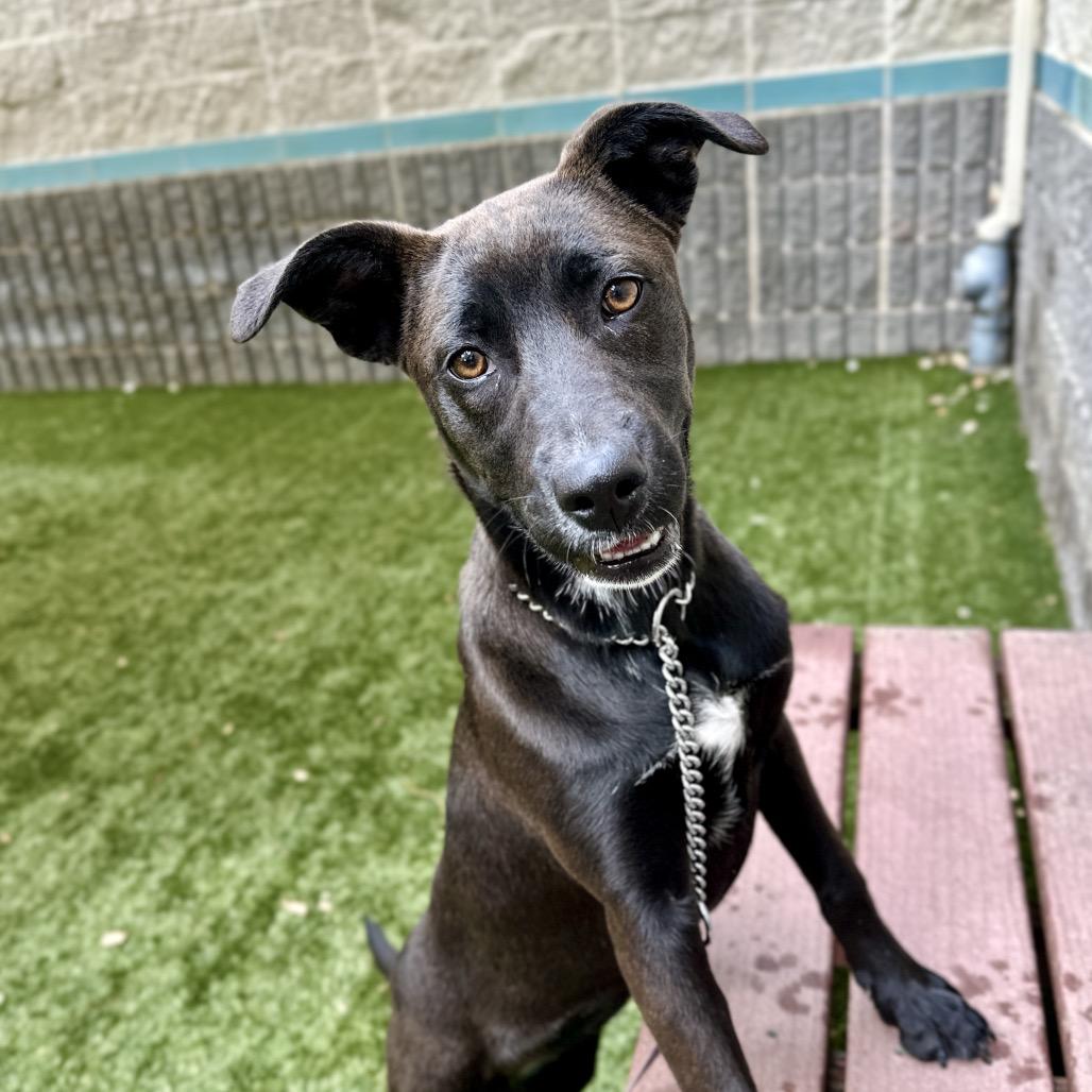 Tari, a ADOPTABLE mixed breed in Dublin, CA image 4/6