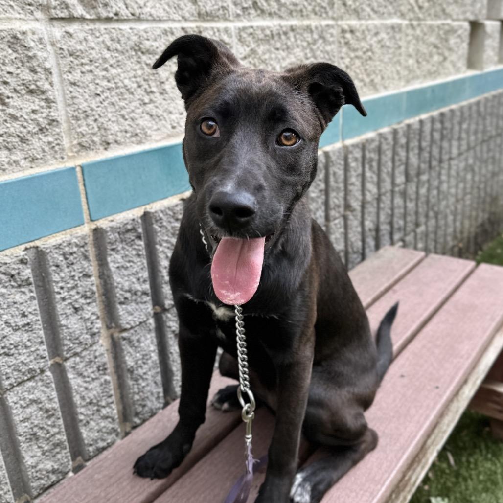 Tari, a ADOPTABLE mixed breed in Dublin, CA image 5/6