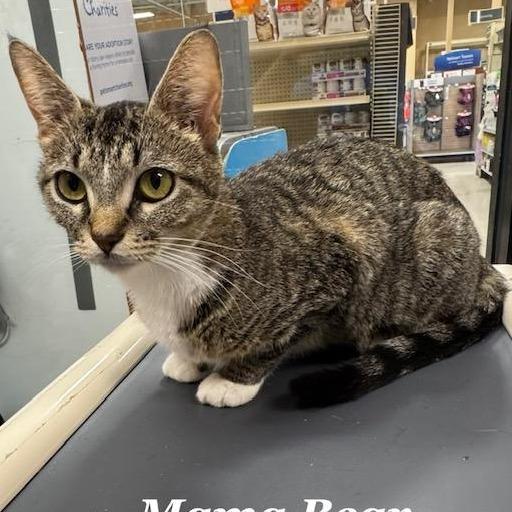 Mama Bear — thumbnail 2