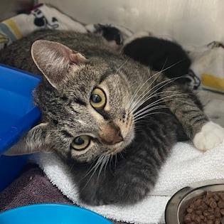 Mama Bear — thumbnail 3