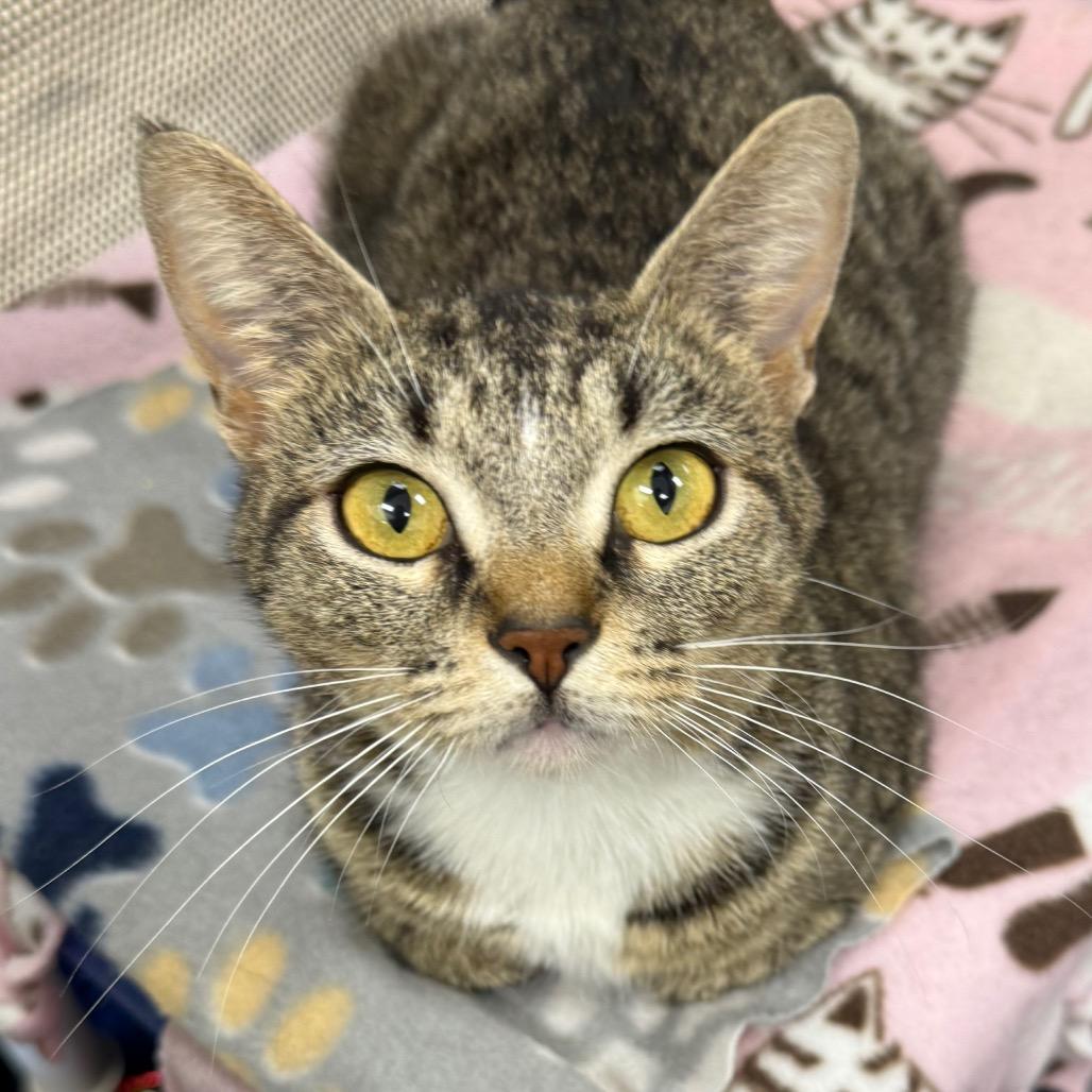 Mama Bear — thumbnail 4