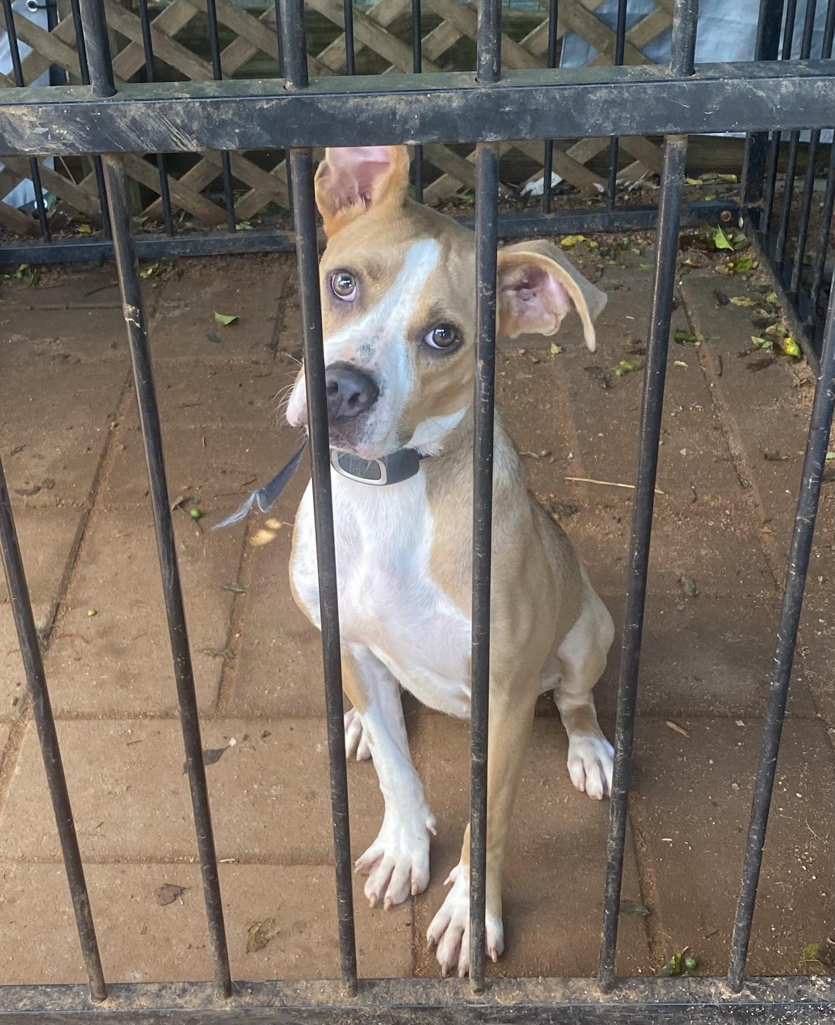 Enlarge Tonka, a ADOPTABLE mixed breed in Newtown, CT image 2/5