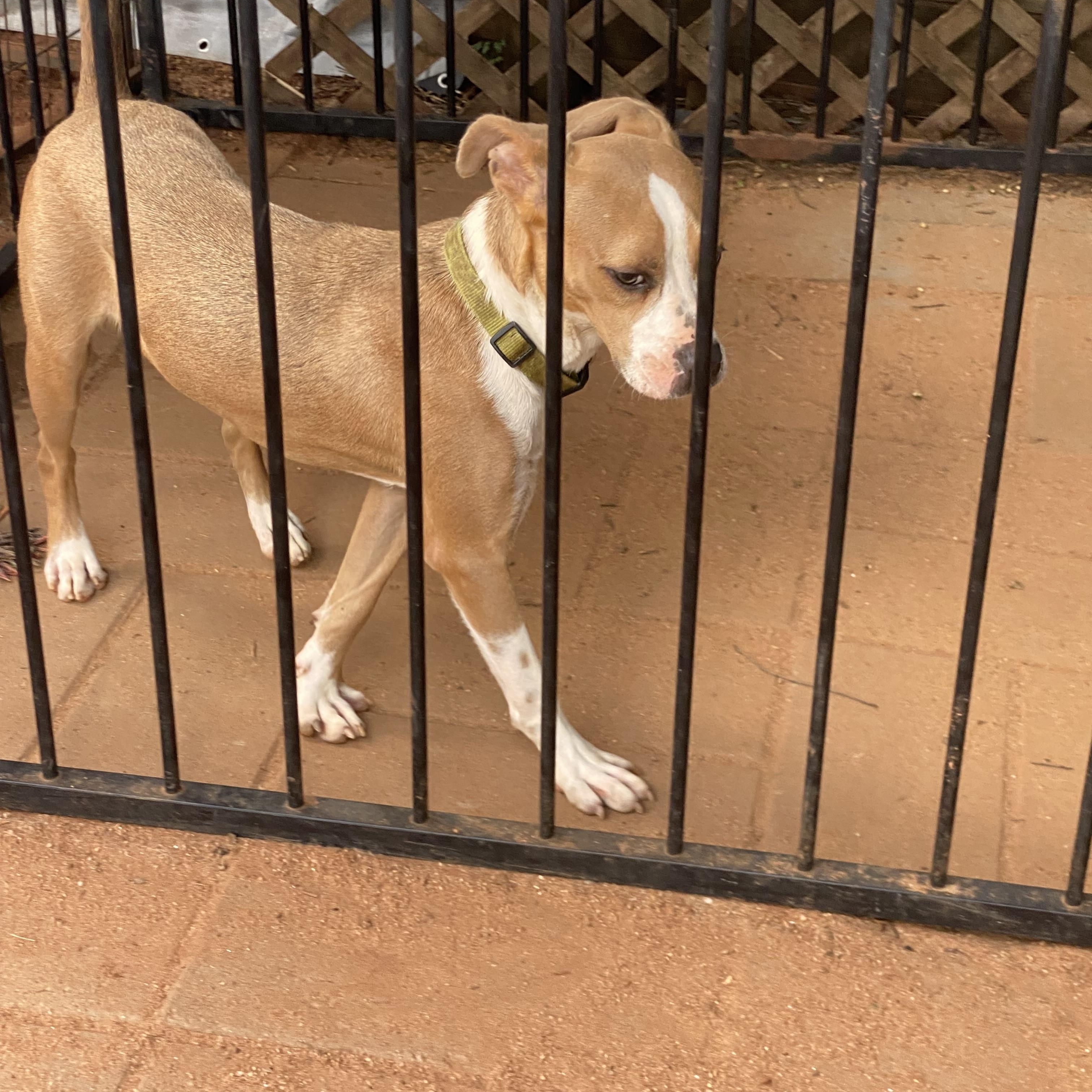 Enlarge Tonka, a ADOPTABLE mixed breed in Newtown, CT image 4/5