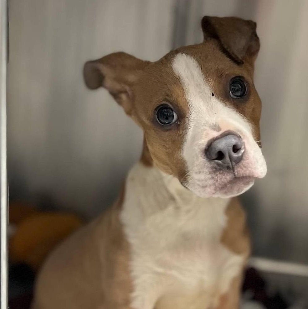 Enlarge Tonka, a ADOPTABLE mixed breed in Newtown, CT image 5/5