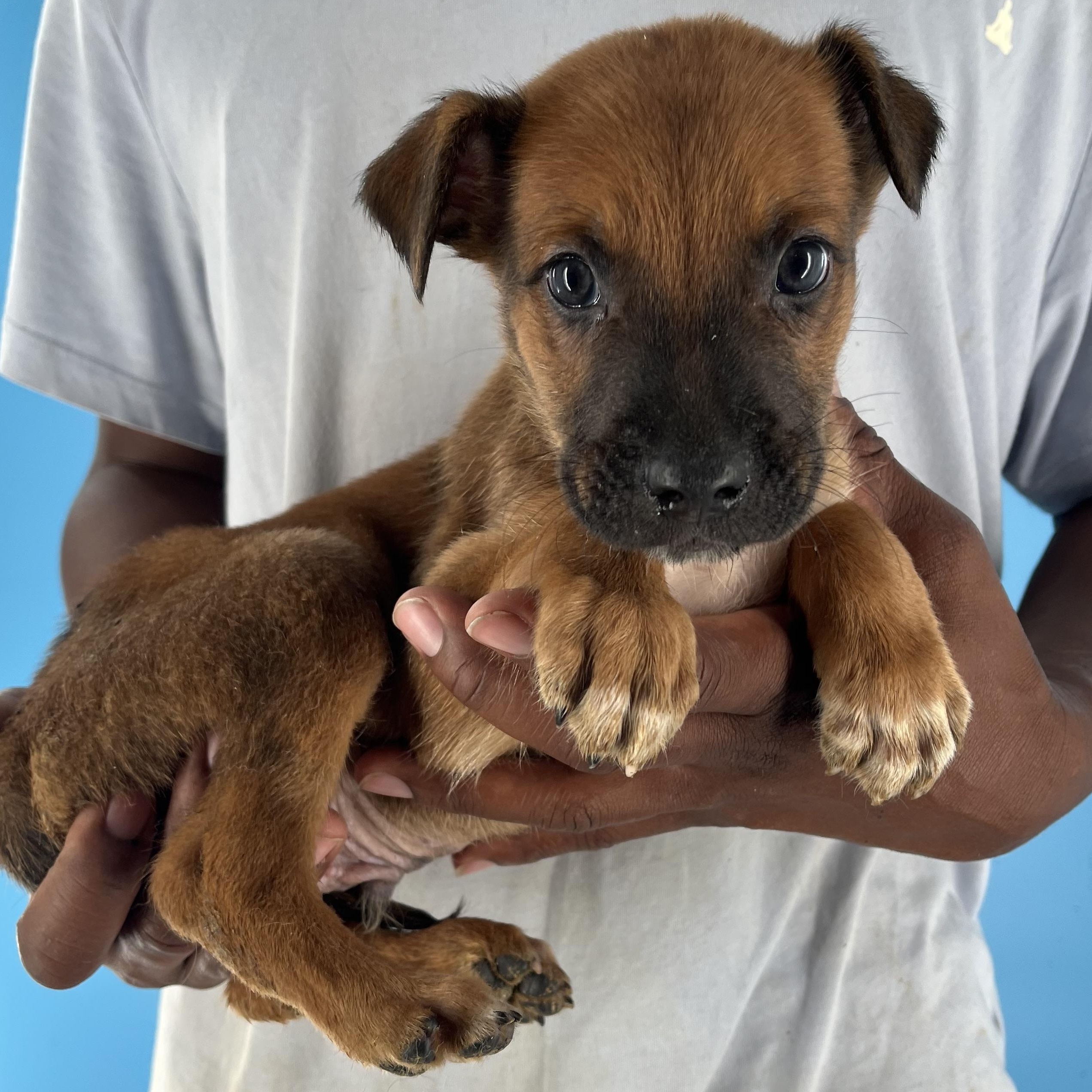 Fisher - Local July 25-27, Baby Male Black Mouth Cur