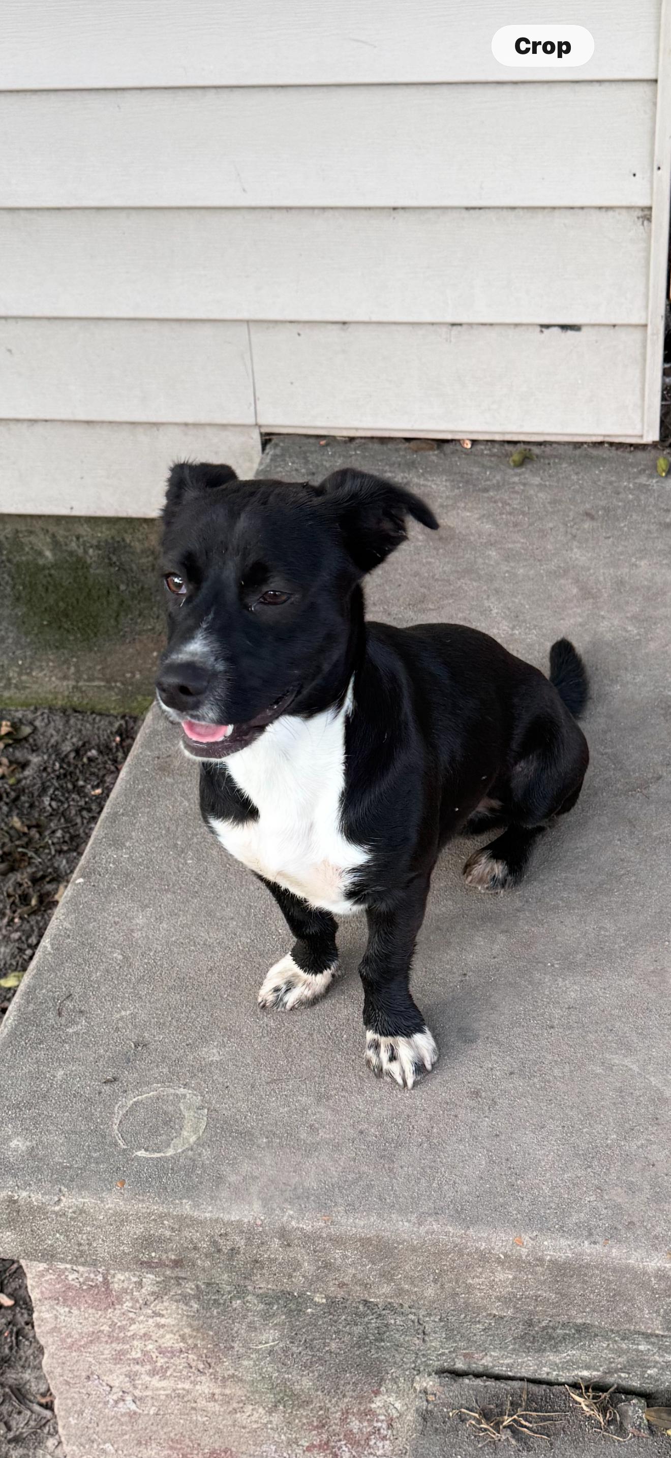 Oreo, ADOPTABLE, Adult Male Terrier.