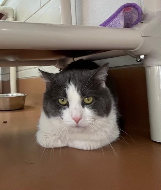 Enlarge Mr Handsome, a ADOPTABLE Domestic Short Hair in Prudenville, MI image 1/1