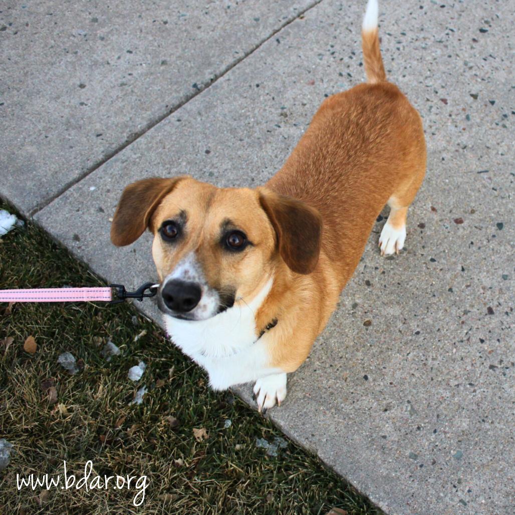 Dino, a Adoptable mixed breed in Cheyenne, WY image 1/2