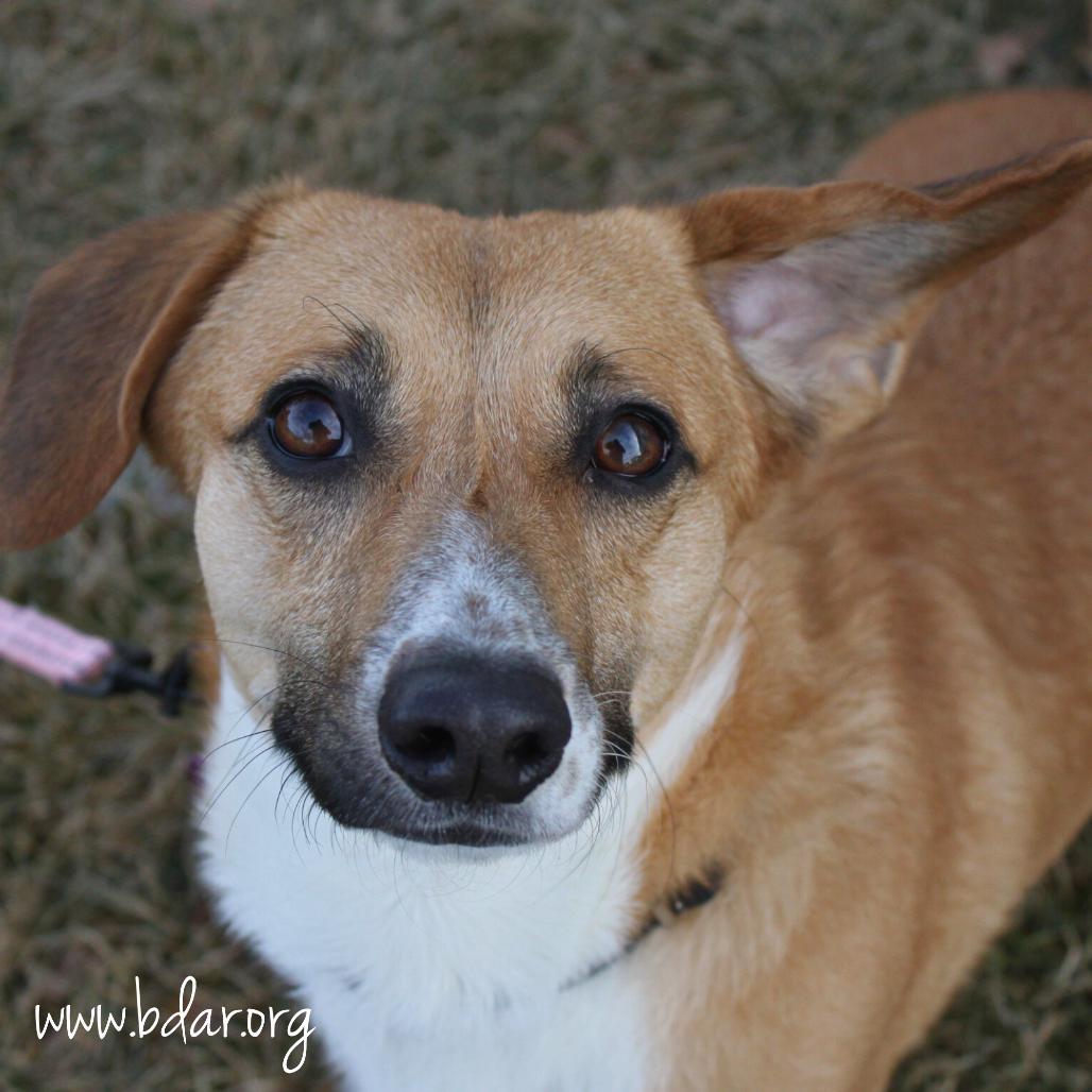 Dino, a Adoptable mixed breed in Cheyenne, WY image 2/2