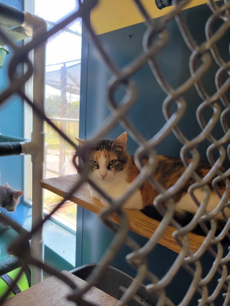 Enlarge Marigold, a Adoptable mixed breed in Syracuse, IN image 1/3