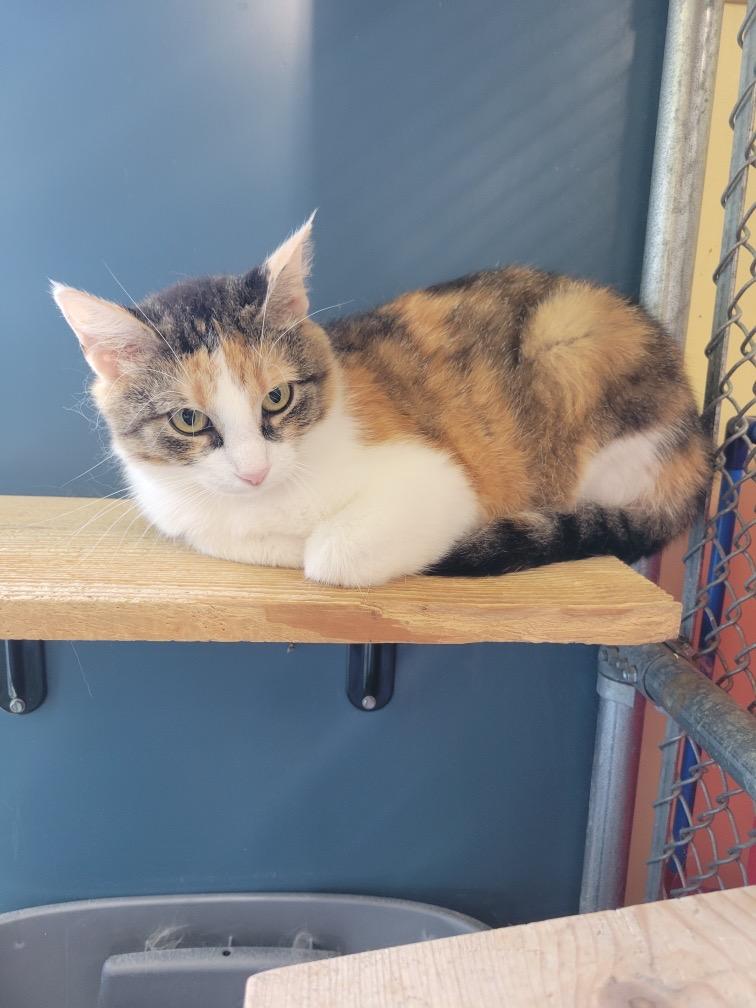 Marigold, Adoptable, Adult Female Domestic Short Hair.