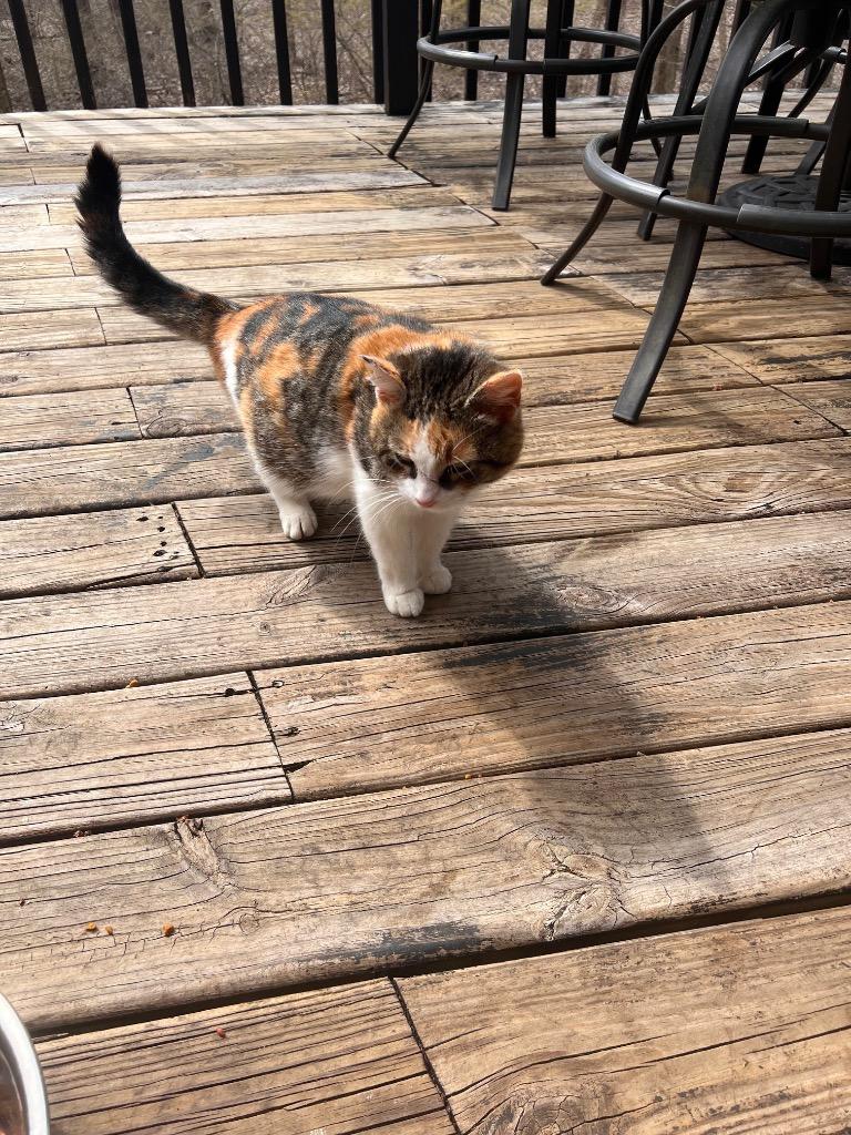 Enlarge Marigold, a Adoptable mixed breed in Syracuse, IN image 3/3