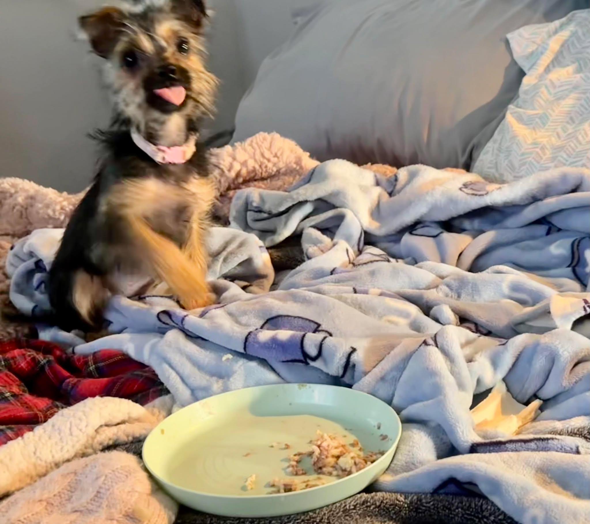 Tickles, a Adopted Yorkshire Terrier in Tempe, AZ image 1/3