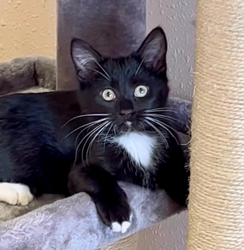 Nettie, Adoptable, Kitten Female Domestic Short Hair.