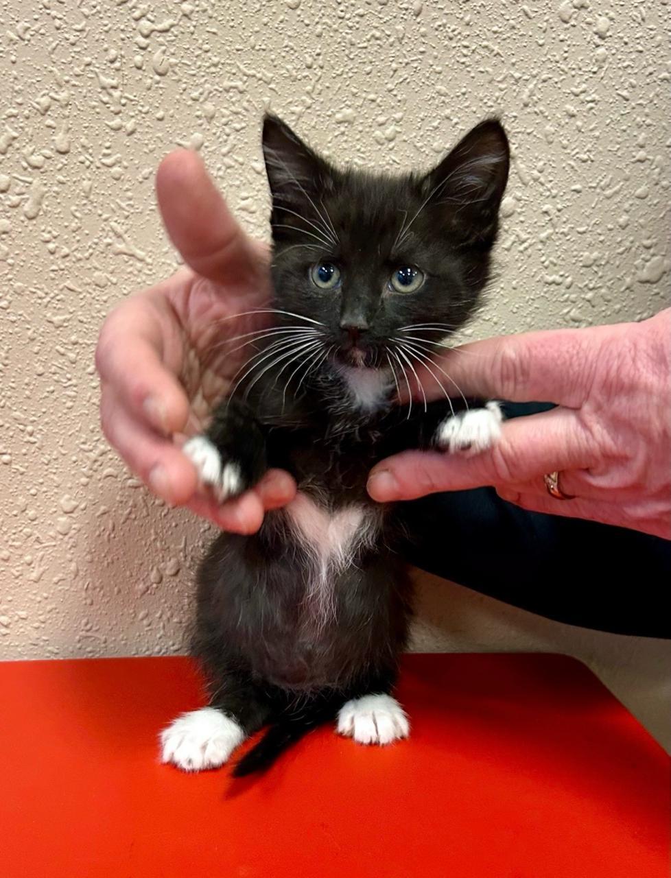 Enlarge Nettie, a Adoptable Domestic Short Hair in Decatur, IL image 4/6