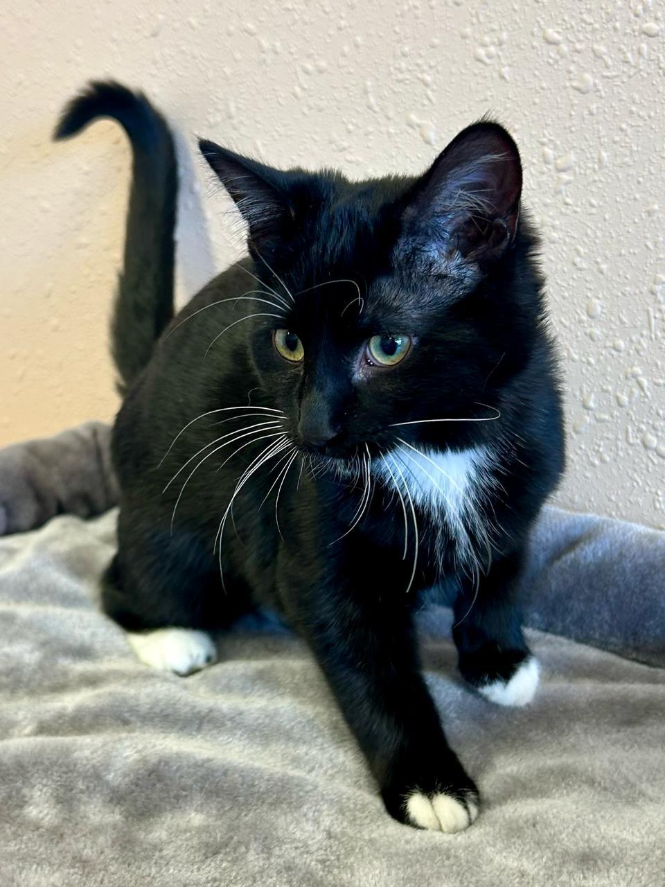 Enlarge Nettie, a Adoptable Domestic Short Hair in Decatur, IL image 4/6