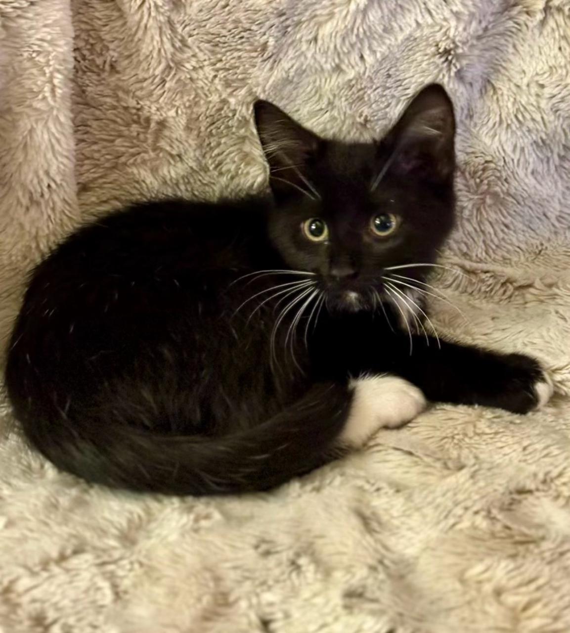 Enlarge Nettie, a Adoptable Domestic Short Hair in Decatur, IL image 2/6